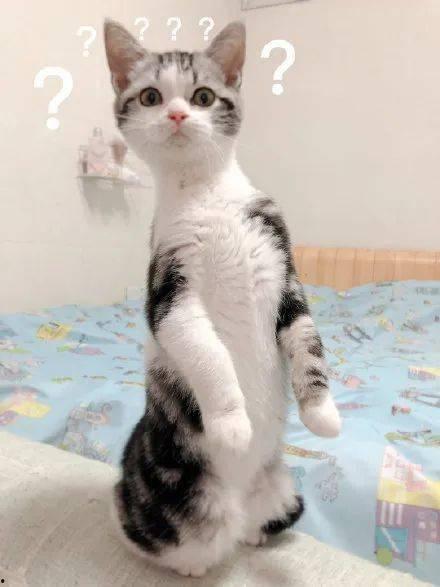 抱着猫咪吃瓜,瓜香四溢的悠闲时光