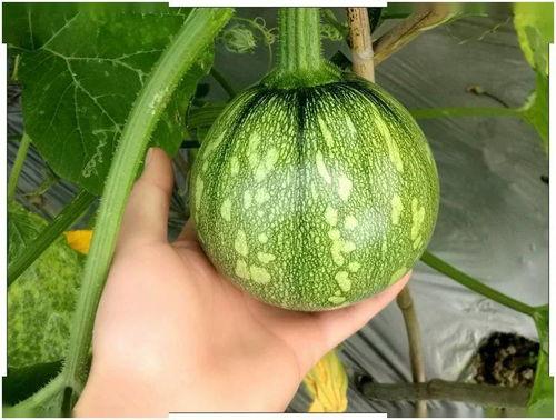 湖南文理吃瓜,揭秘校园热点背后的故事