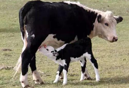 吃瓜小母牛,揭秘娱乐圈背后的那些事儿