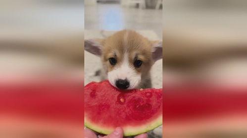 小狗吃瓜卡住了,紧急救助过程揭秘