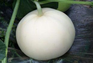 吃梨瓜肚子叫,肚子叫唤的诱惑与解谜