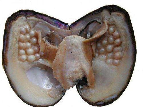 前列炎能否吃珍珠瓜,助益健康恢复