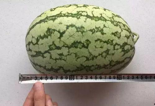 科学吃瓜论,揭秘健康饮食的甜蜜秘诀