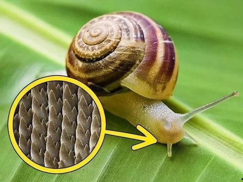 白玉蜗牛吃葫芦瓜