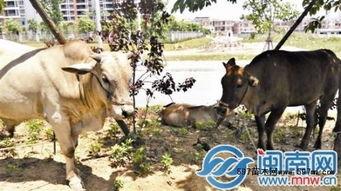 吃瓜放牛,揭秘乡村生活的悠闲与趣味