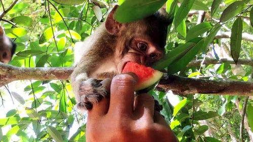 猴子吃瓜总结,揭示动物世界中的智慧与趣味