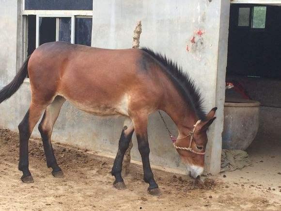 骡子吃瓜,一场意外的田园奇遇